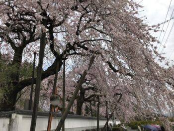 2017年　さくら