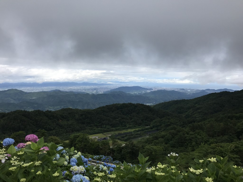 大川原高原のあじさい