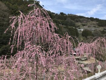 美郷梅の花まつり
