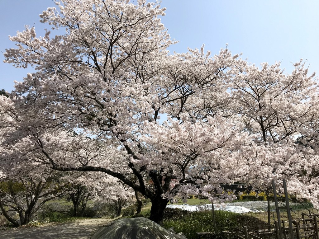 さくら　神山、鳴門