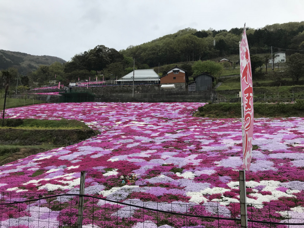 入倉の芝桜