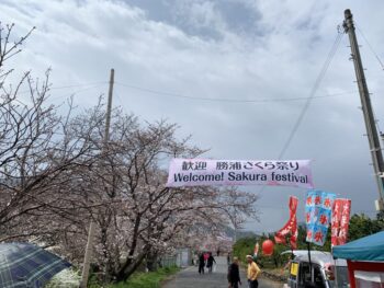 第16回　勝浦さくら祭り