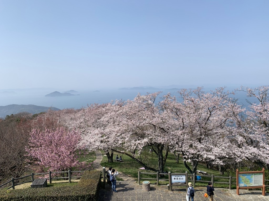 紫雲出山の桜