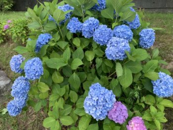 とくしま植物園