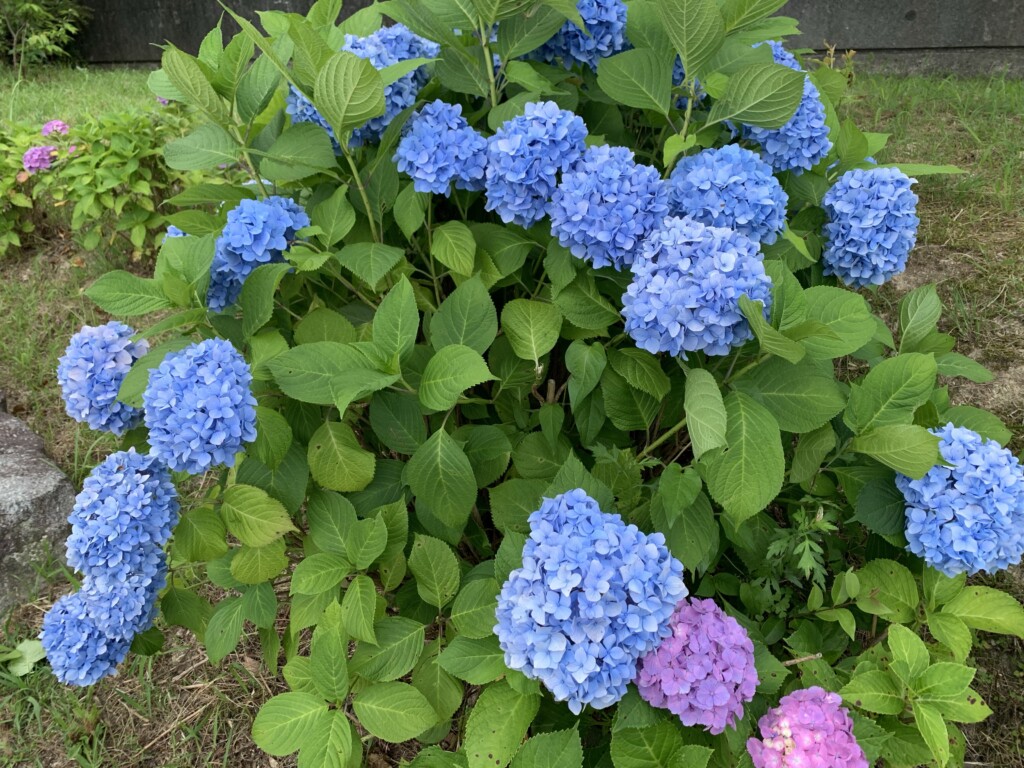 とくしま植物園