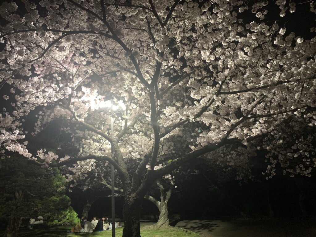 2022 徳島中央公園　夜桜