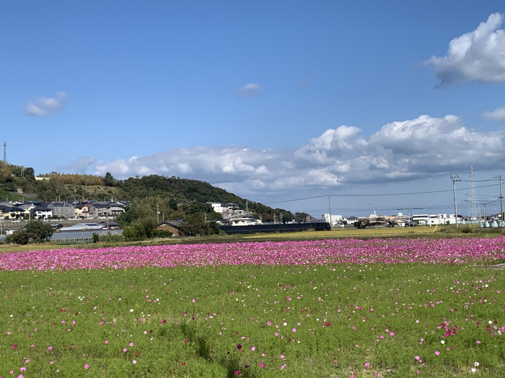 那賀川のコスモス