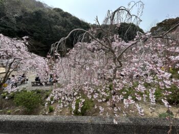 2026 さくら🌸　花見山、神山