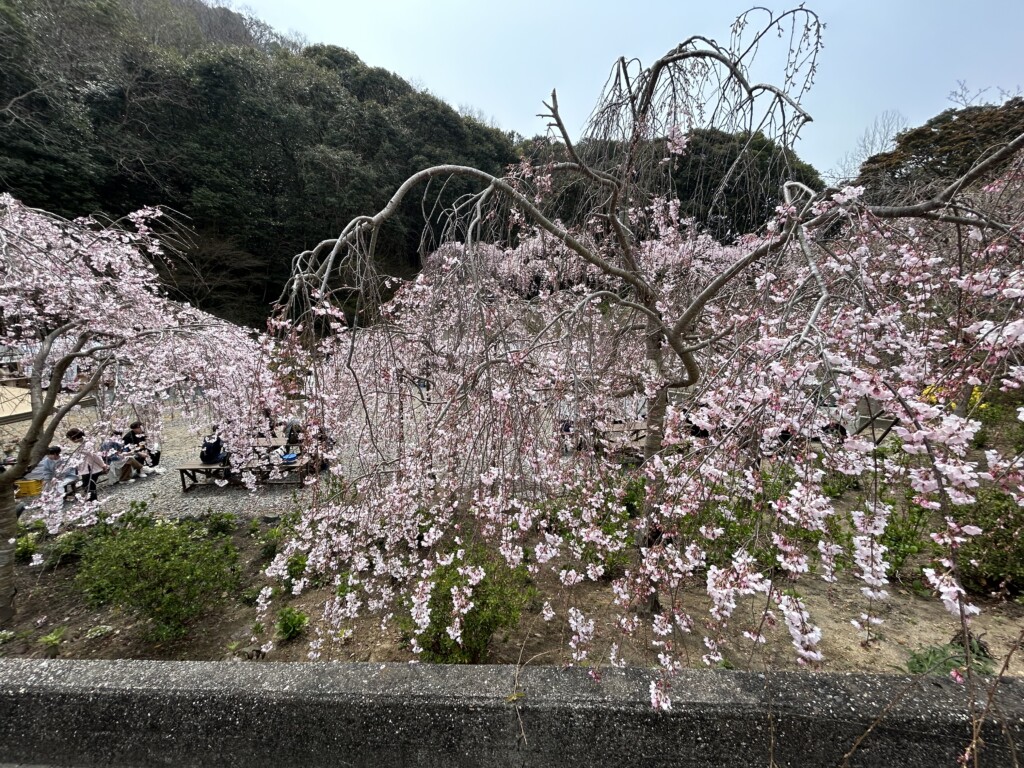 2026 さくら🌸　花見山、神山