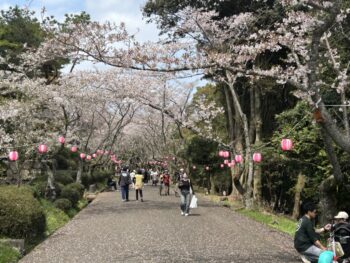 2026 さくら🌸　公渕森林公園